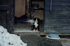 appenzeller-welpe-bora