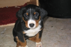 appenzeller-welpe-diva-tina