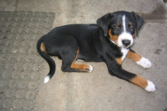 appenzeller-welpe-fiona