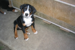 appenzeller-welpe-freia-jana