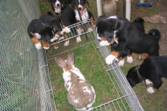 oh-hase-036