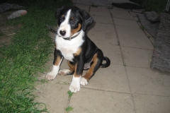appenzeller-welpe-gina