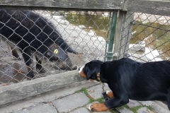 Bekanntschaft-mit-Schwein