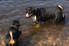 im-Wasser